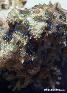 Close up and personnal with a Blue Ring - taken with D200... by David Henshaw 